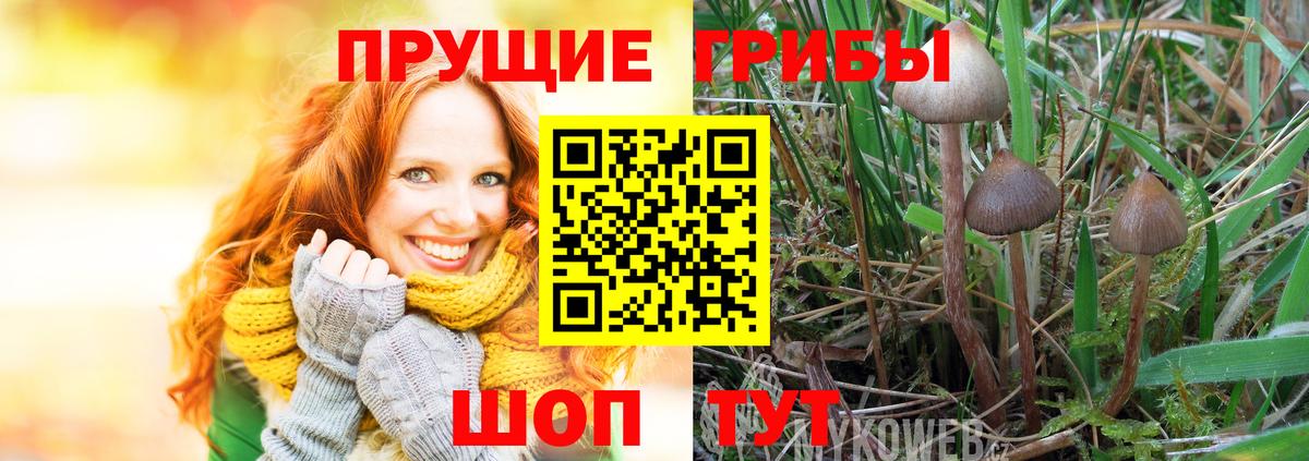 закладка  Вход с VPN  Заволжье  Псилоцибиновые грибы Psilocybe 